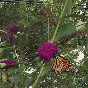 Meet your Posher, Joann